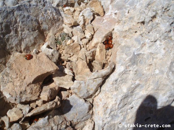 Photo report of a trip around Sfakia, October 2007